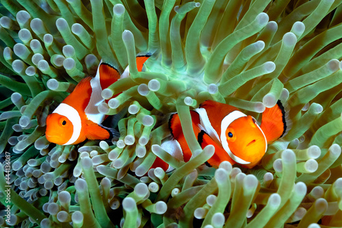 An anemone and it's Clown fish