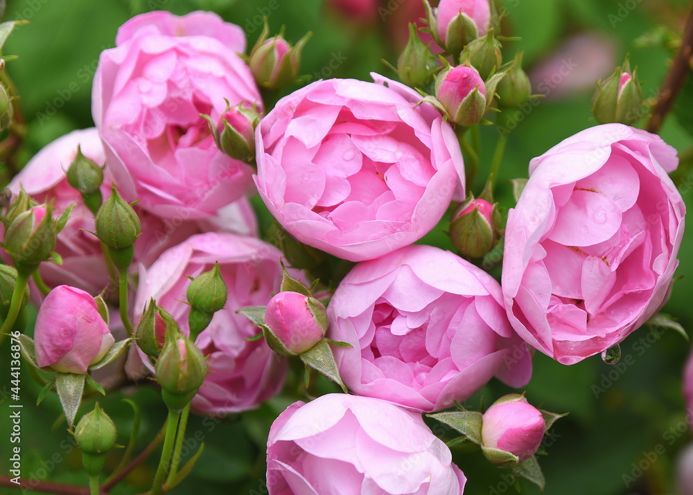 Strauch mit üppig blühenden, pinkfarbigen Pfingstrosen Strauch mit üppig blühenden, pinkfarbigen Pfingstrosen