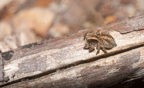 Small camouflaged jumping spider on a dry log on the ground.