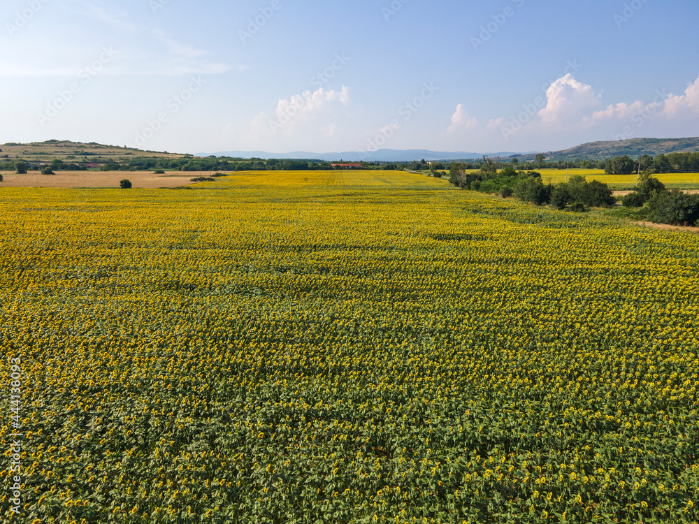 Aerial view sunflower field near village of Boshulya, Bulgaria Aerial view sunflower field near village of Boshulya, Bulgaria