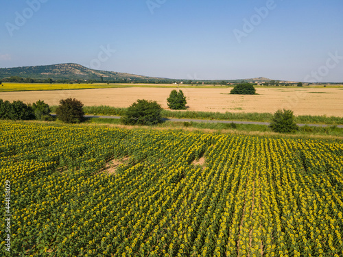 Aerial view sunflower field near village of Boshulya  Bulgaria