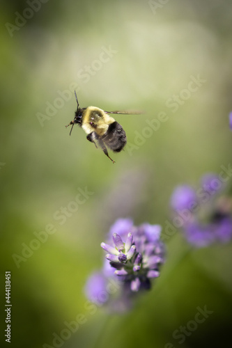 Bee on lavender   © AGrandemange