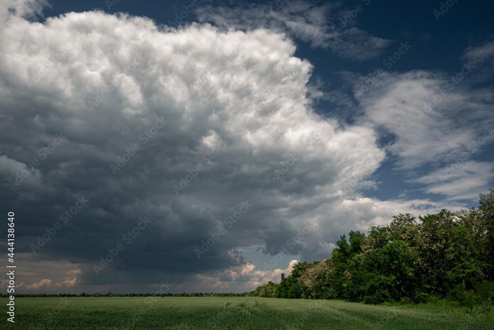 a large cloud before a thunderstorm in a wheat field a large cloud before a thunderstorm in a wheat field