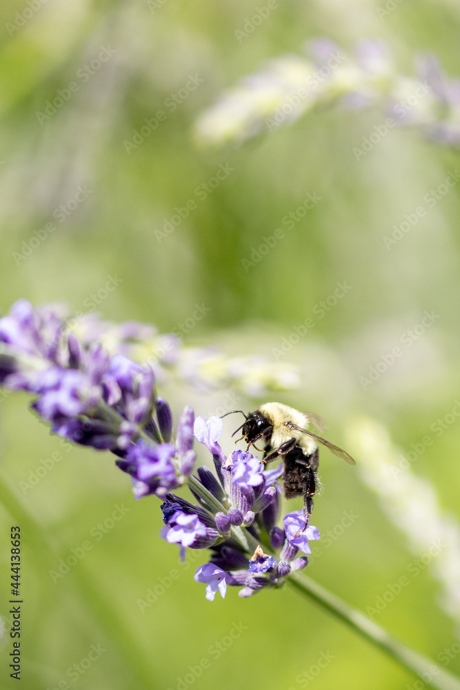 Bee on lavender 
