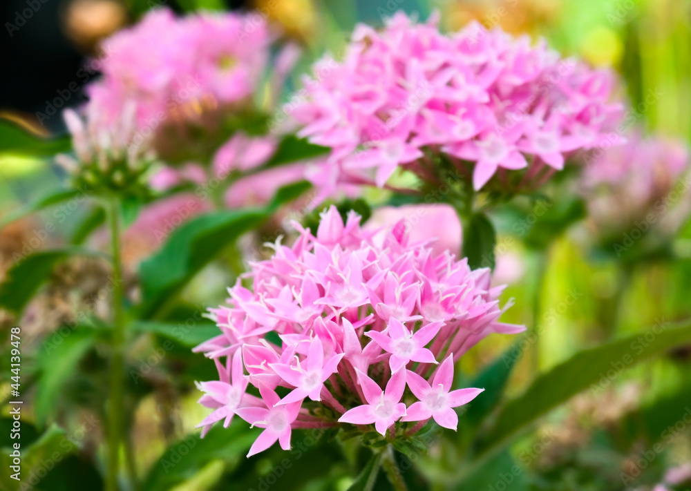 Pentas blooming with pink flowers (Latin - Pentas) Pentas blooming with pink flowers (Latin - Pentas)