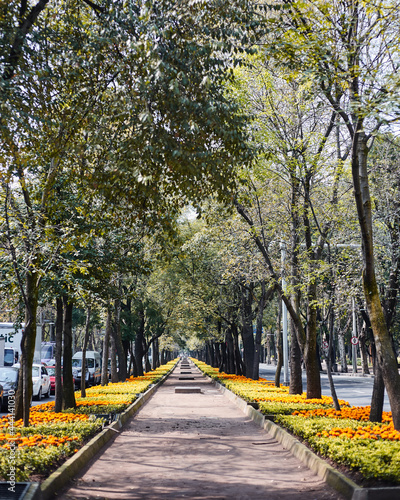 Av. Reforma in Mexico City