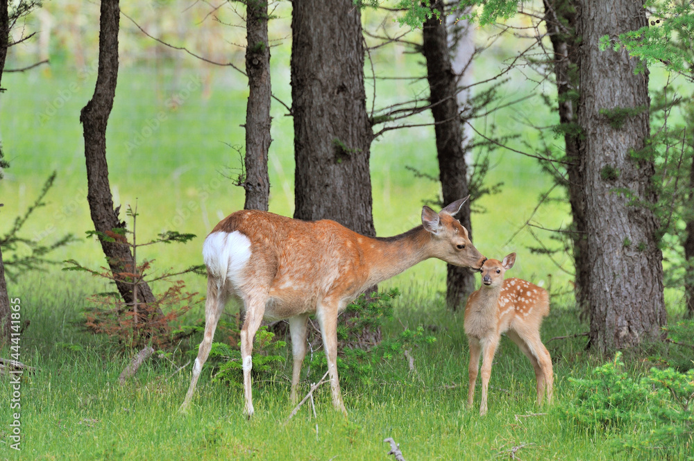 初夏のエゾシカの親子（北海道・知床）
