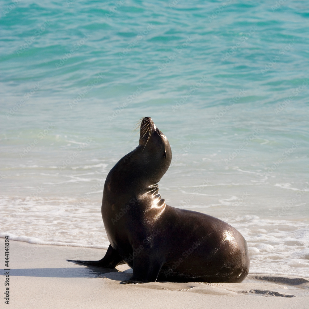 Fototapeta premium Galapagos Sea lion ( Zalophus wollebacki ) on a beach at Gardner Bay, Espanola Island, Galapagos, Ecuador