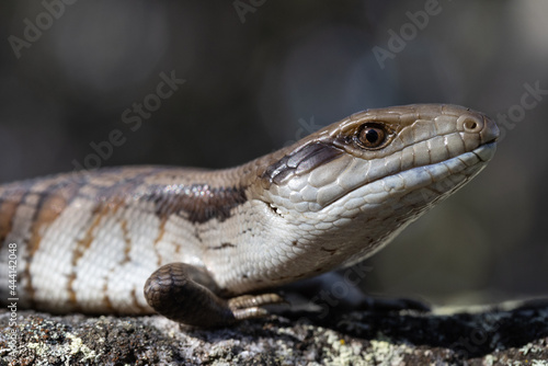 Close up of Eastern Blue-tongue Lizard