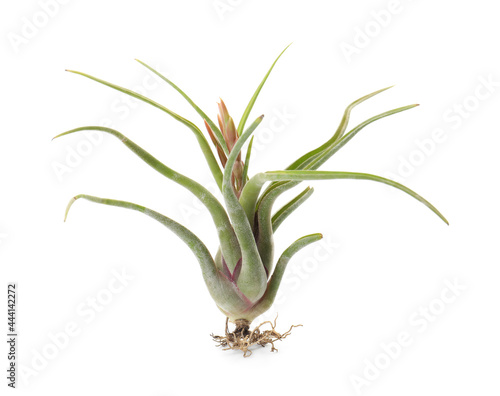 Beautiful tillandsia isolated on white. Exotic houseplant