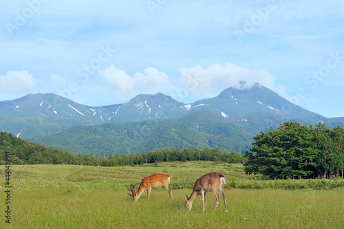 知床連山とエゾシカの雌雄（北海道・知床） 