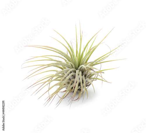 Beautiful tillandsia isolated on white. Exotic houseplant