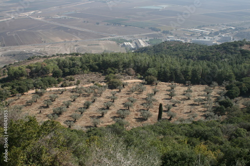 view of the valley with olive trees