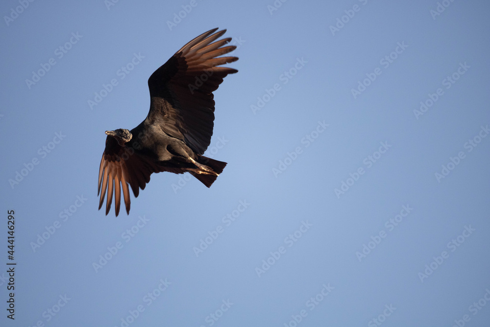 Obraz premium Urubu da cabeça preta. The black-headed vulture, Coragyps atratus is a cathartiform bird of the Cathartidae family.