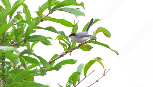 Balança rabo de chapeu preto. The Black Hat-tail Scale is a Passerine bird of the Polioptilidae family.