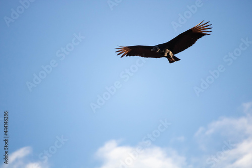 Urubu da cabeça preta. The black-headed vulture, Coragyps atratus is a cathartiform bird of the Cathartidae family. photo