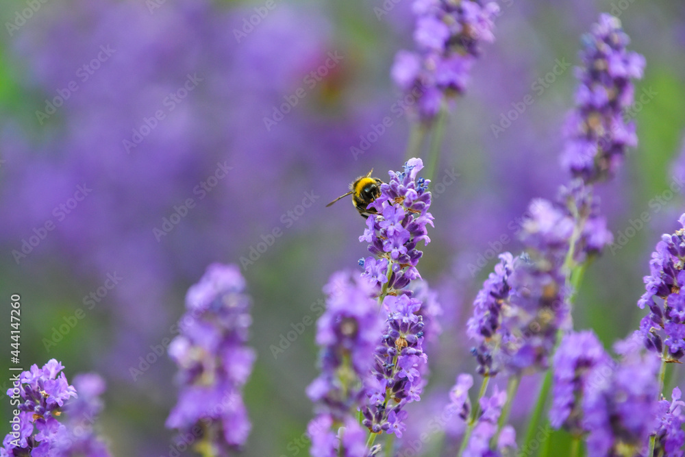 Bumble Bee on a flower collecting pollen this is how insects pollinate other plants Bumble Bee on a flower collecting pollen this is how insects pollinate other plants