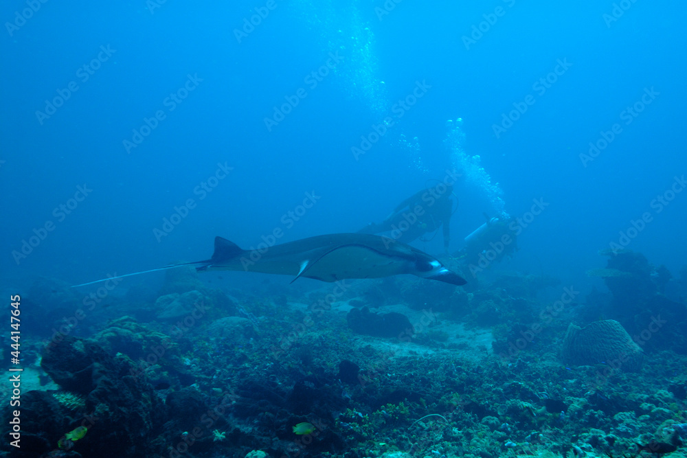 Fototapeta premium A picture of a manta