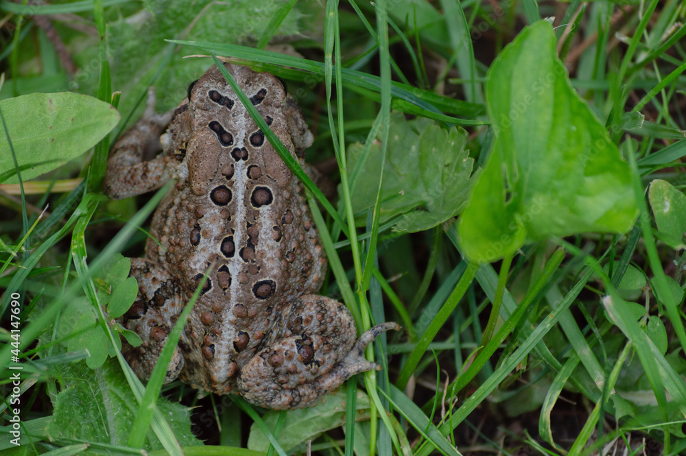 Brown and Black Toad Hopping around in the Long Green Grass. Brown and Black Toad Hopping around in the Long Green Grass.