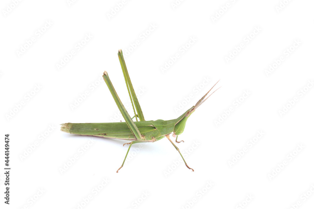 long-headed grasshopper isolated white background long-headed grasshopper isolated white background