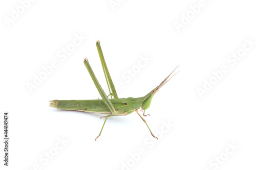 long-headed grasshopper isolated white background © binimin