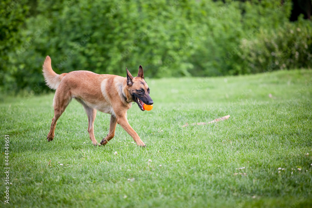 .Malinois Belgian Shepherd dog running in a park and playing to fetch a ball, in a dog game called fetching, traditional for canine education. .... .Malinois Belgian Shepherd dog running in a park and playing to fetch a ball, in a dog game called fetching, traditional for canine education. ....
