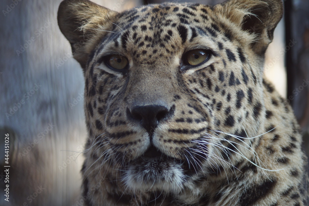 Naklejka premium Photo portrait of an animal. The Far Eastern leopard. A resting cat is intently watching the birds.