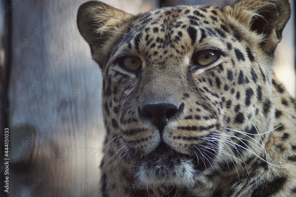 Naklejka premium Photo portrait of an animal. The Far Eastern leopard. A resting cat is intently watching the birds.