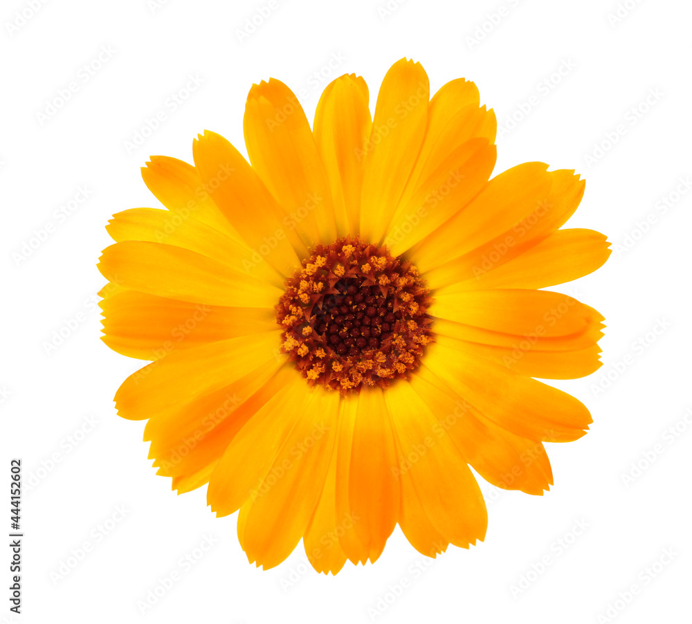 Beautiful blooming calendula flower isolated on white Beautiful blooming calendula flower isolated on white