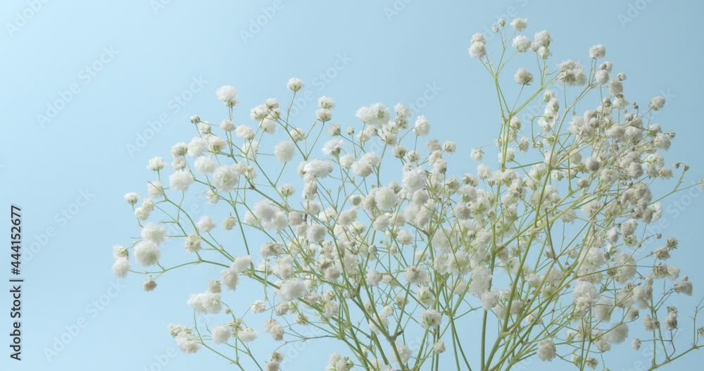 Beautiful gypsophila flowers in vase on color background Beautiful gypsophila flowers in vase on color background