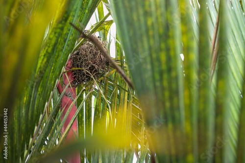 the bird's nest is on a red pole, between the leaves