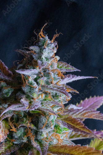 Medical cannabis flower near its harvesting point. Autumn colors and lots of brightness.