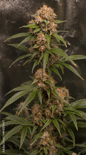 Medical marijuana plant with a cup full of resin and close to its best point. Natural medicine grown indoors.