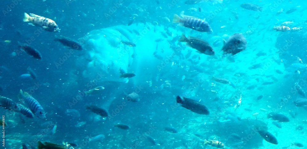 school of fish school of fish