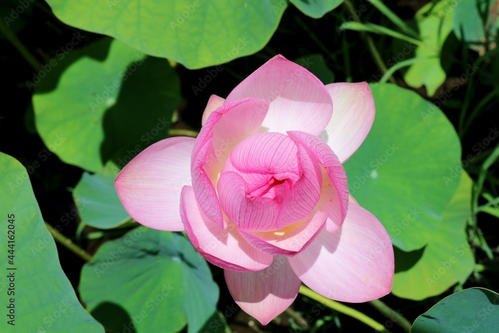 蓮池でふんわり咲く 蓮の花 風景 蓮池でふんわり咲く 蓮の花 風景