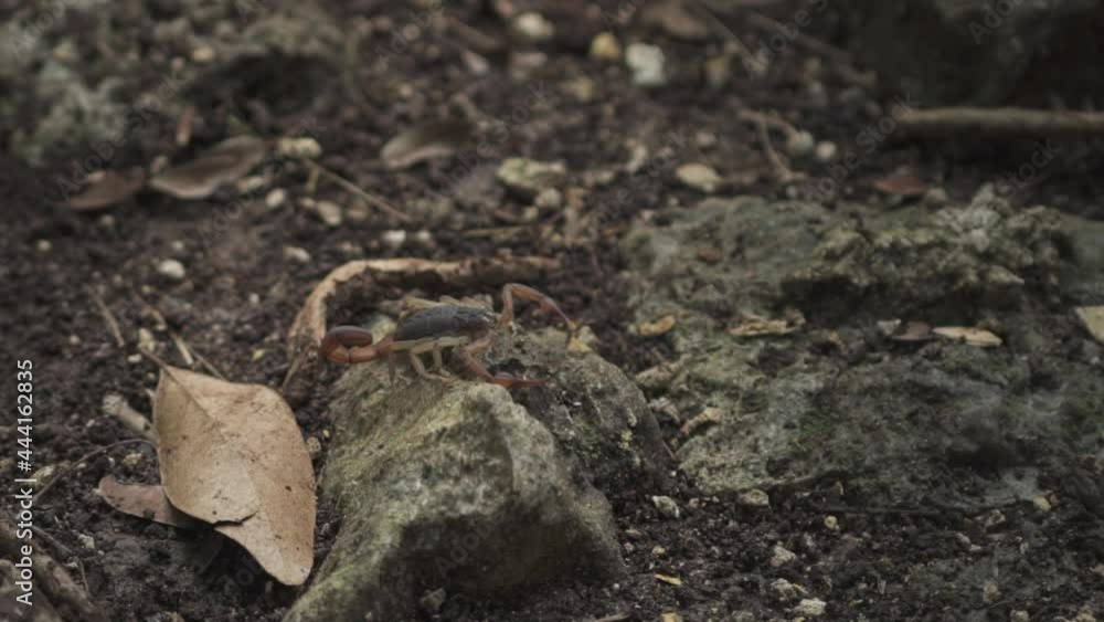scorpion walking on the ground in the forest scorpion walking on the ground in the forest
