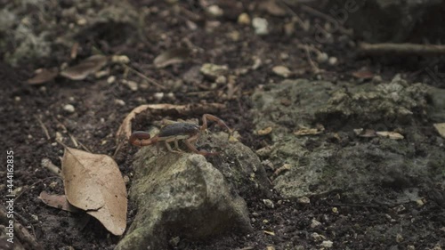 scorpion walking on the ground in the forest