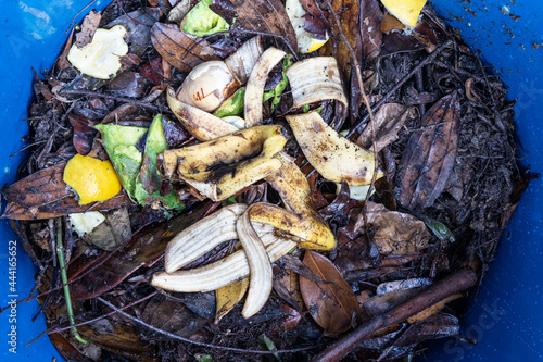 Banana peel added as part of organic green ingredients in compost bin. Good source of natural fertilizer