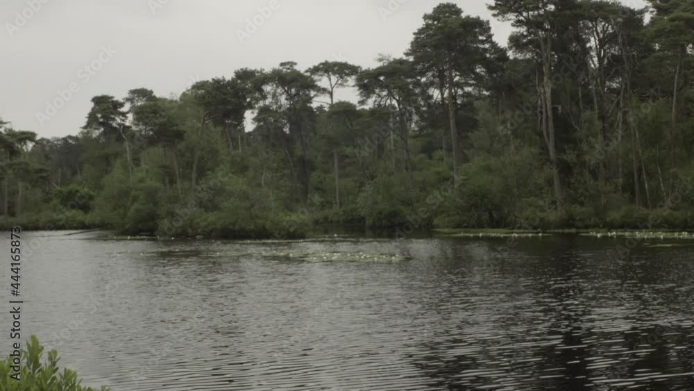 Beautiful lake in the forest in Holland or Europe. Lake with some lotus flowers. Beautiful lake in the forest in Holland or Europe. Lake with some lotus flowers.