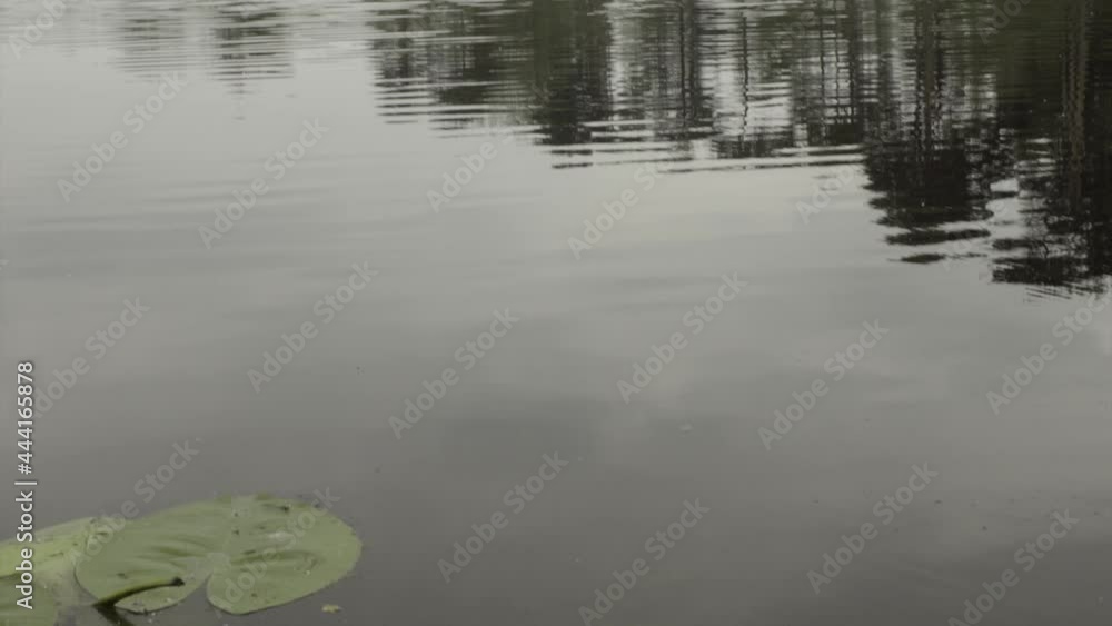 Calm and clear water at the lake in the forest in Holland or Europe. Calm and clear water at the lake in the forest in Holland or Europe.
