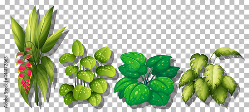 Set of various plants on transparent background