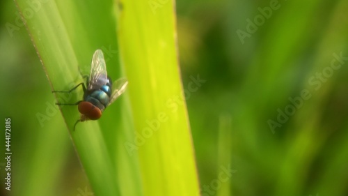 green fly on the leaf