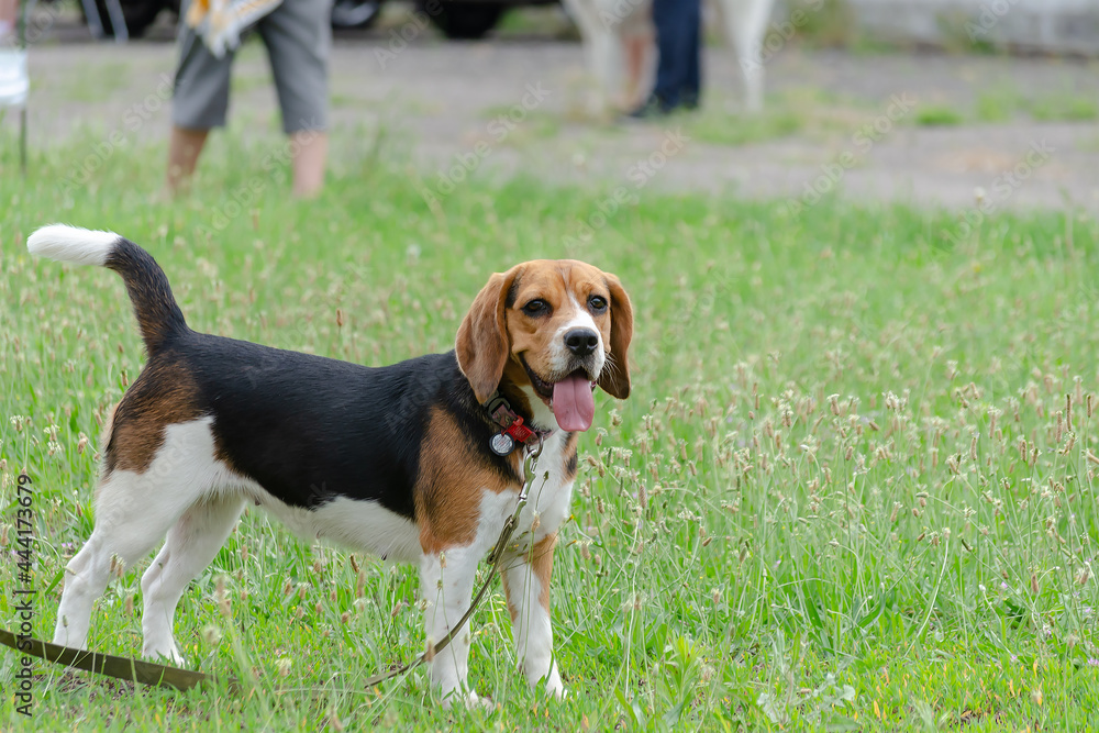 Pretty female English Beagle dog stands on green grass. Young pe