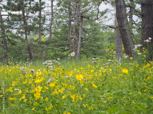 京都 新緑の季節の京都御苑 春の公園