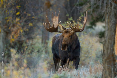 standing shiras moose in Wyoming