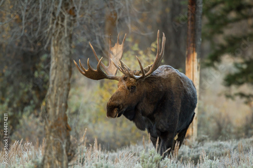 shiras moose standing in wyoming forest