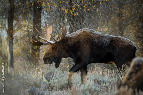 shiras bull moose walking