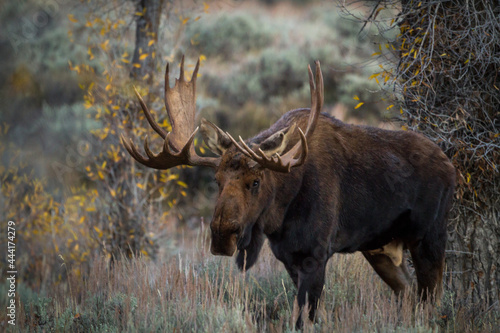 giant shiras bull moose during autumn photo