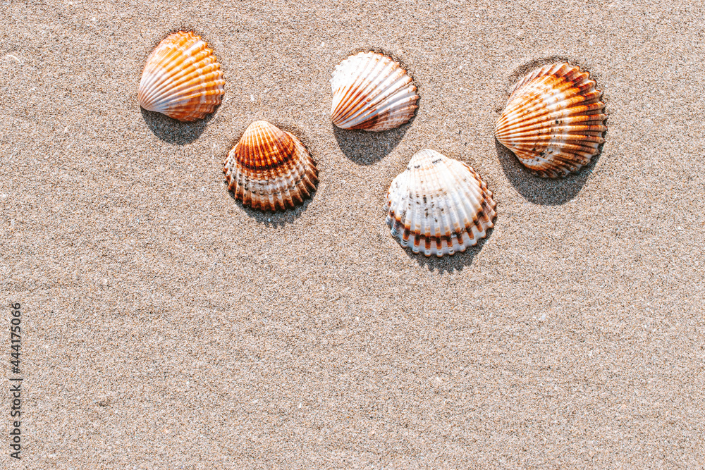 Summer pattern background. Seashells, shells on sand tropical sea beach. Vacation backdrop with space for the text.