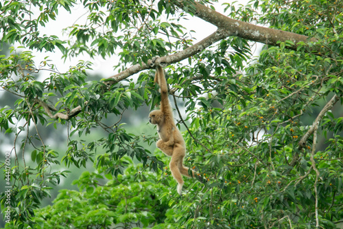 Fényképezés A mother gibbon jumps over a branch with her baby perched on her waist in the forest of Khao Yai National Park, Thailand